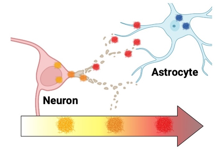 Tau and Amyloid Structure illustration